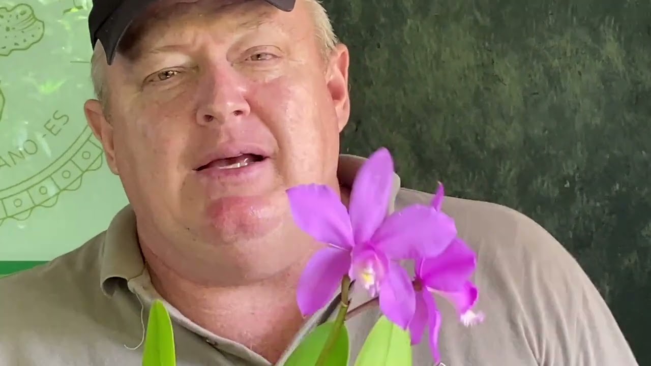 Orquídeas Floridas à venda | NOVIDADES!