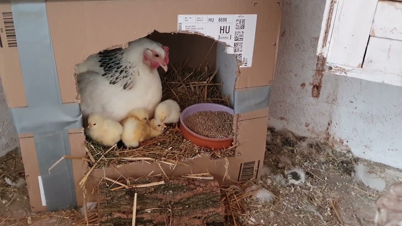 Küken - Mama - Papa - Sussex Hühner
