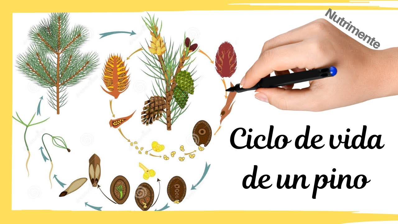 Ciclo de vida de un PINO [Gimnosperma]