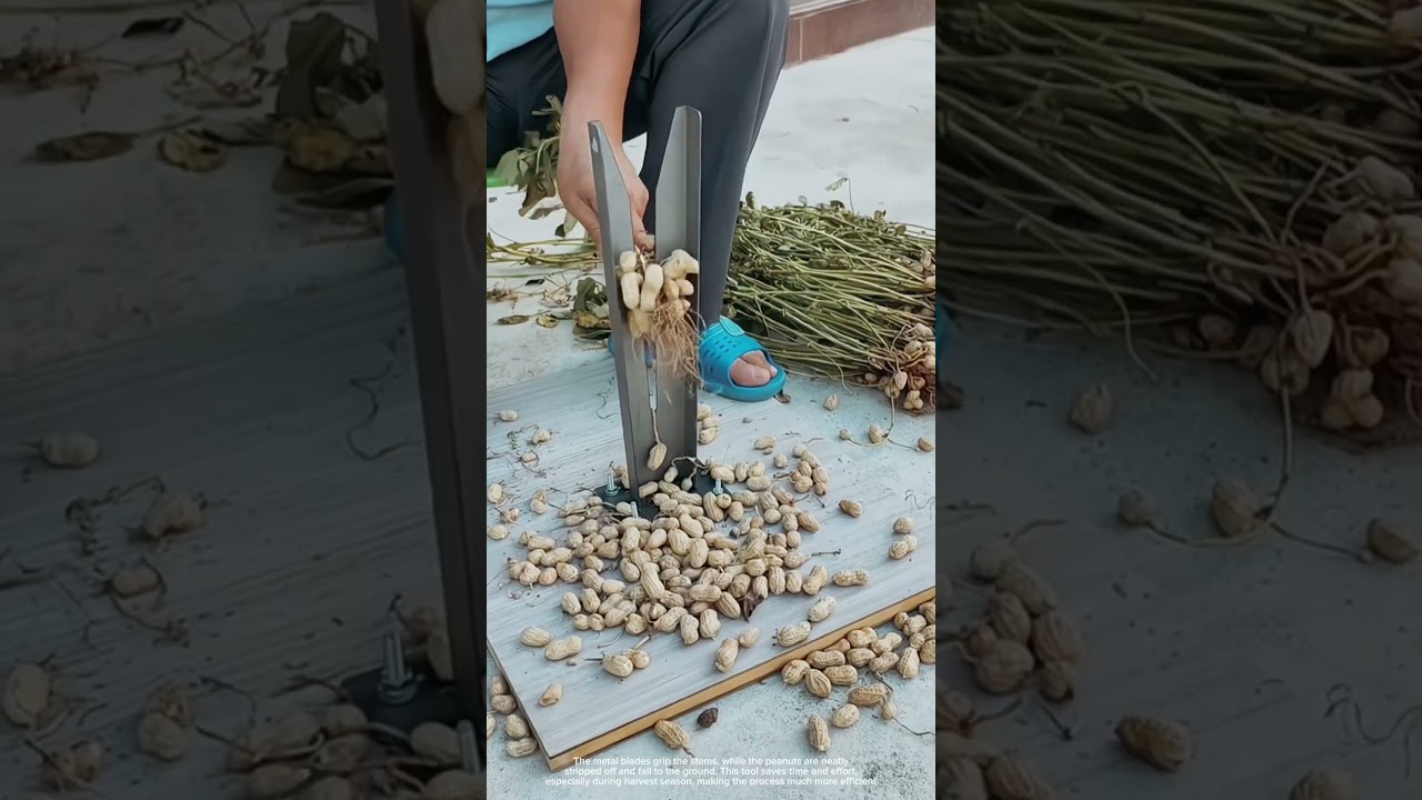 Simple Tool for Separating Peanuts from Roots