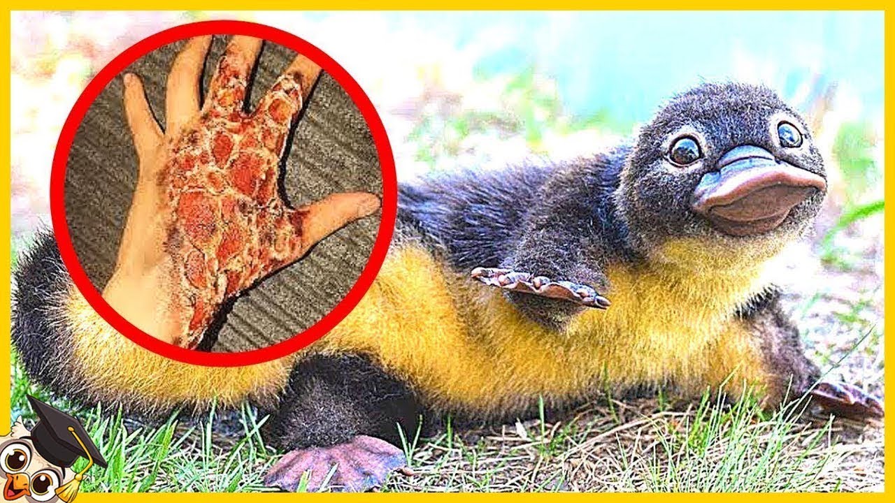 Die 25 Giftigsten Tiere Der Welt