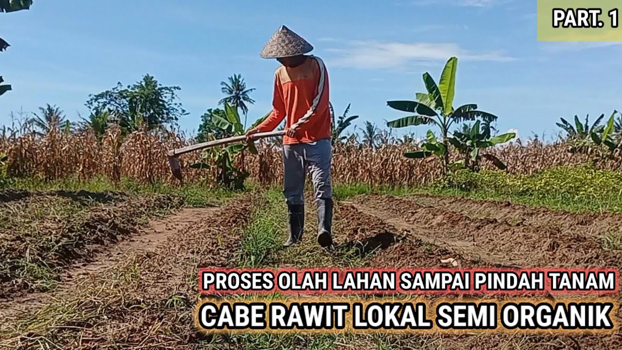 PROSES OLAH LAHAN SAMPAI PINDAH TANAM CABE SEMI ORGANIK