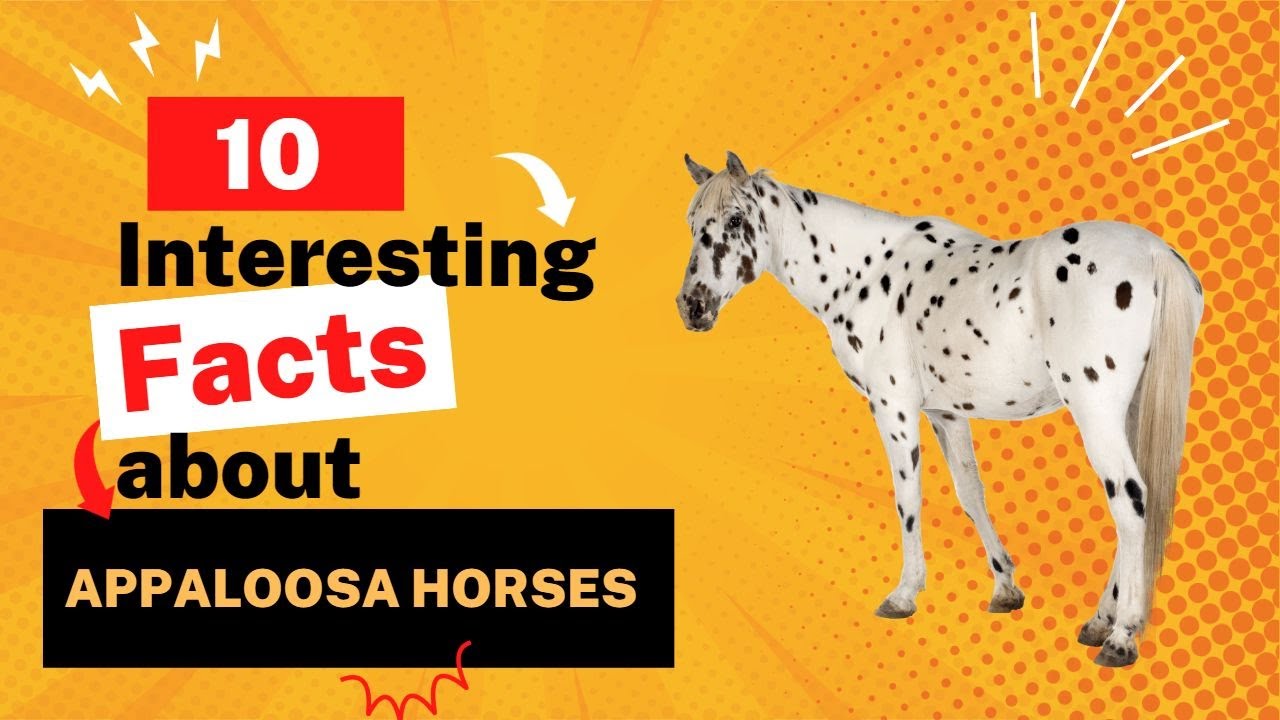 10 INTERESTING FACTS about Appaloosa horses
