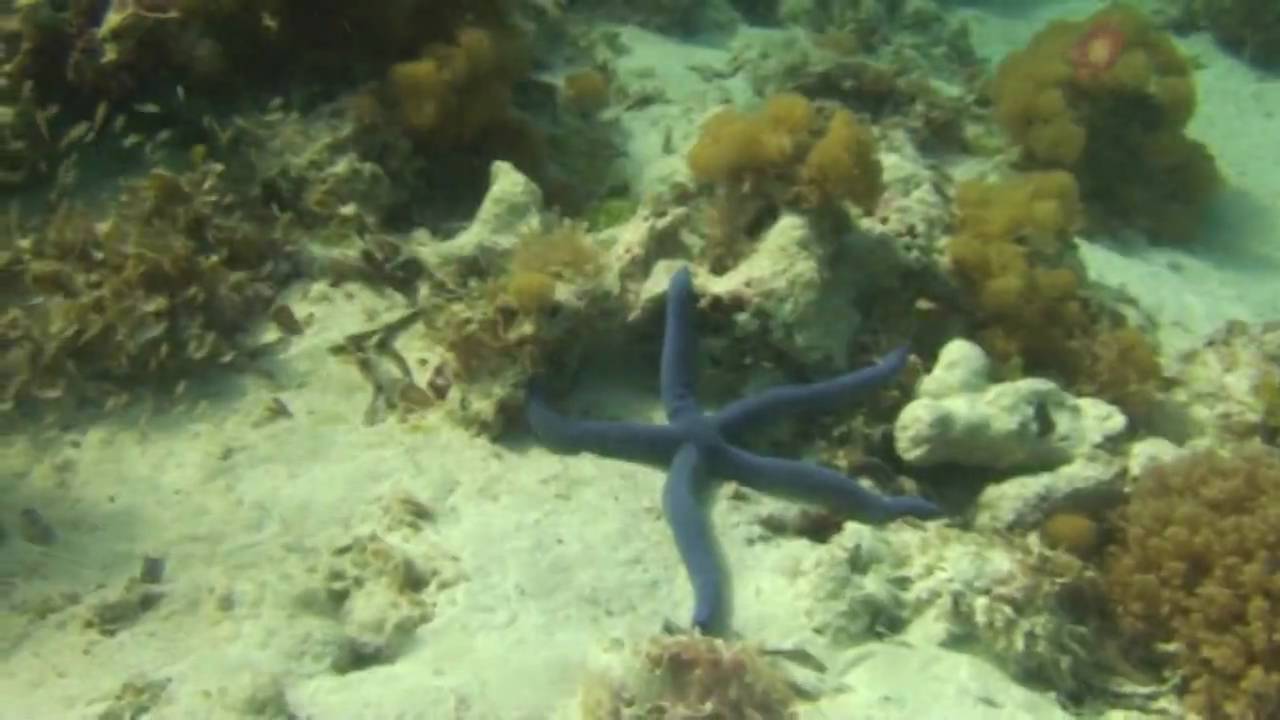 Zanzibar - Mnemba Diving Site Aquarium