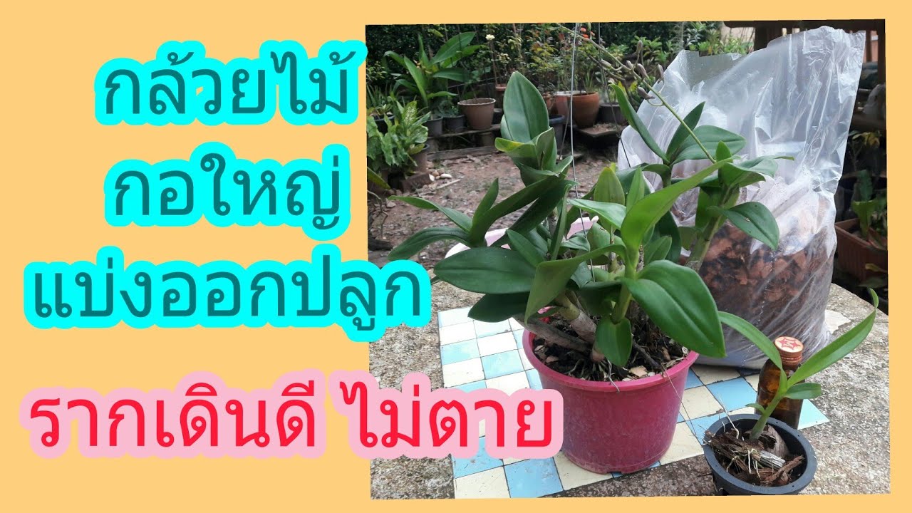 ขยายพันธุ์กล้วยไม้หวายปลูกกล้วยไม้ ให้รากเดินดี ออกดอกทั้งปี