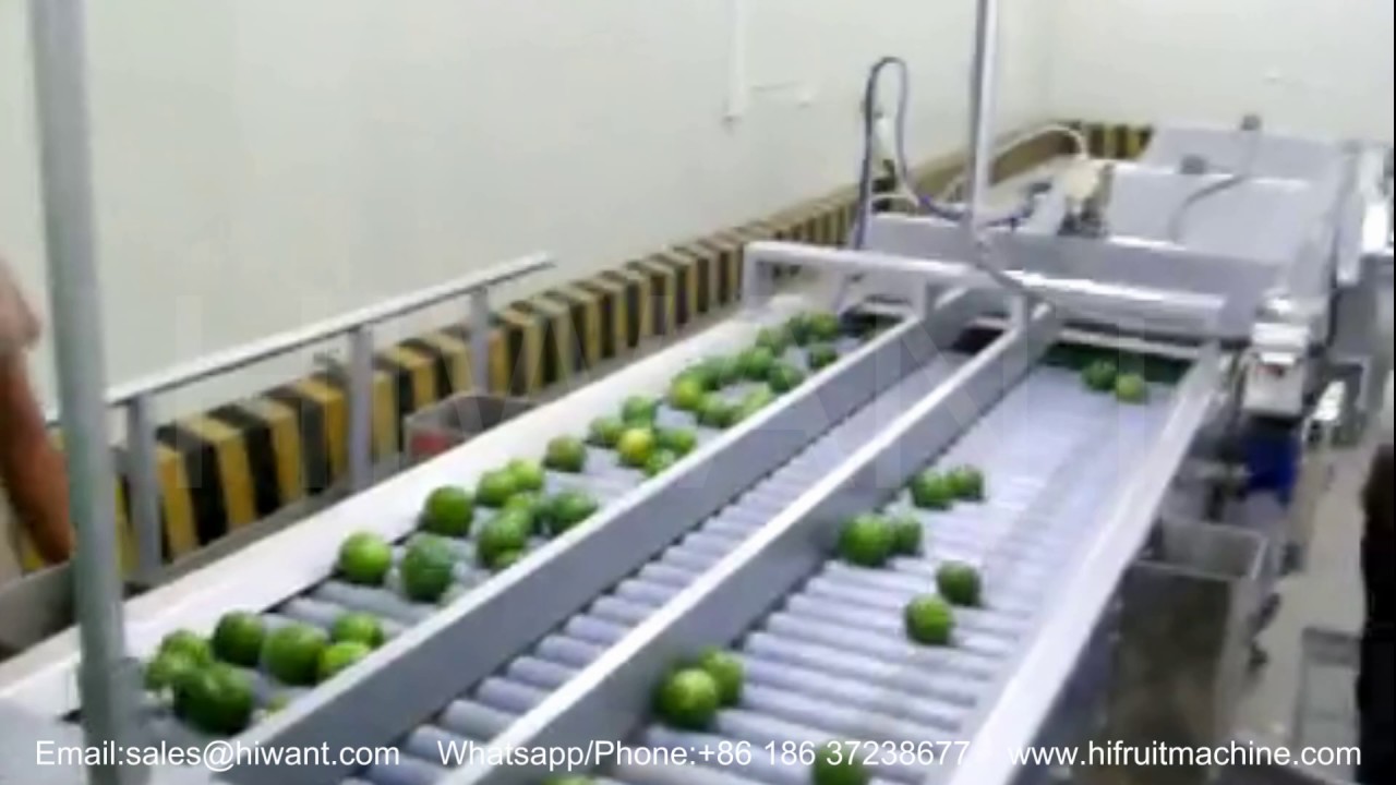 industrial orange fruit processing line, orange fruit sorting washing machine