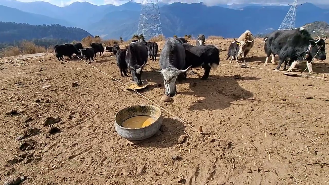 Himalayan Giants: A Day at the Yak Farm Nature’s Fluffiest Creatures: The Yak Farm Life ❄️