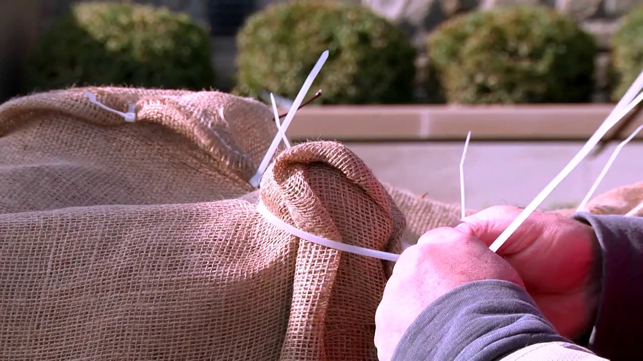 Wrapping A Japanese Maple with ExperTrees