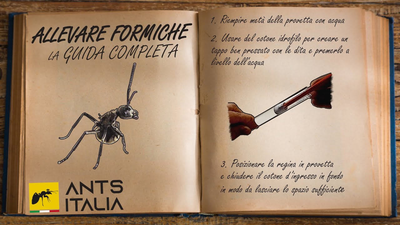 GUIDA COMPLETA ALL'ALLEVAMENTO DELLE FORMICHE | Ants Italia (2022)