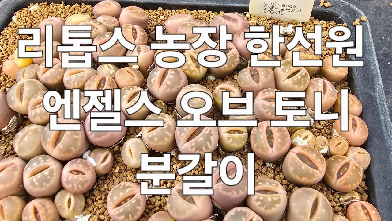 리톱스 농장 한선원 #다육식물 #다육 #다육이 #다육이키우기 #리톱스 #다육이화분 #리톱스키우기 #아프리카식물 #반려식물 #미니식물 