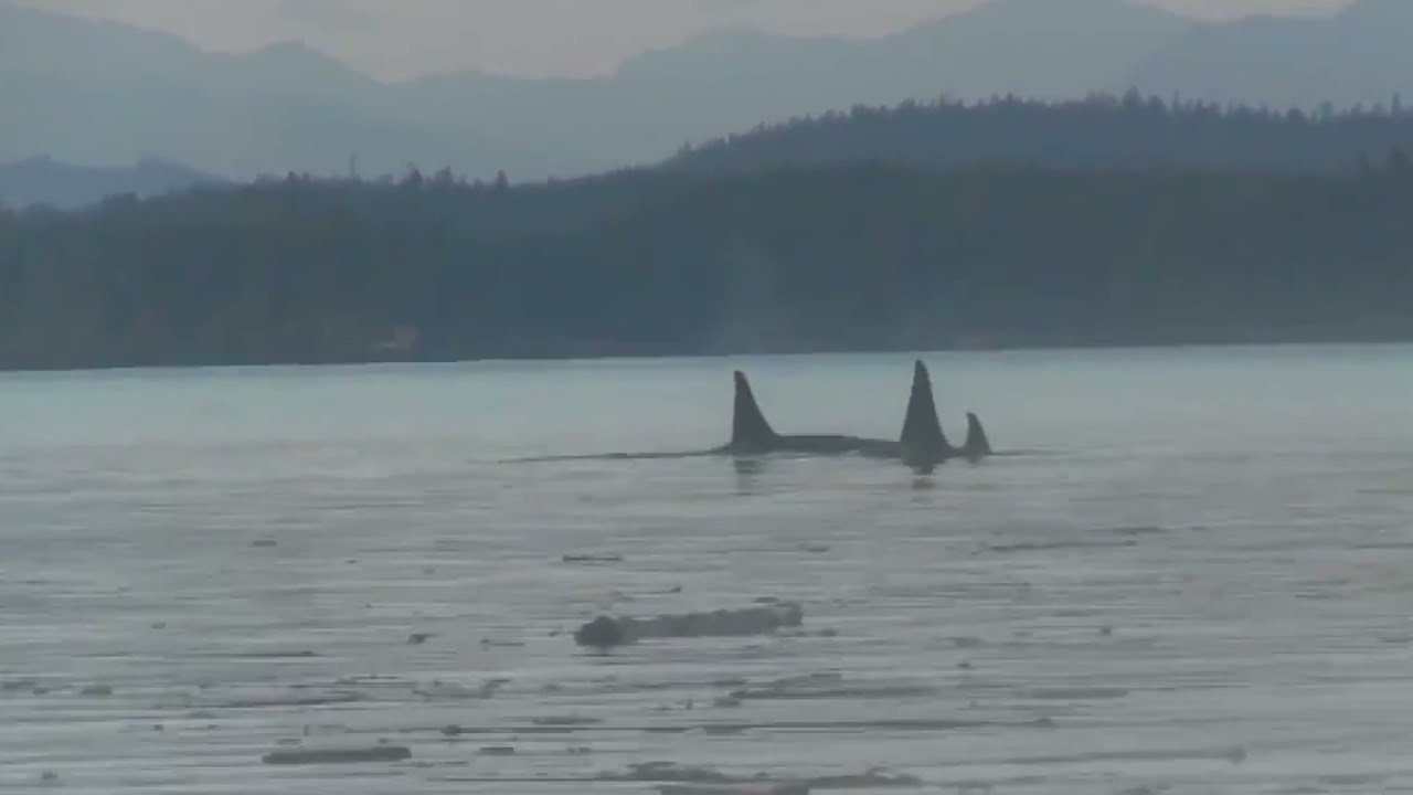A resting line of A Pod (Northern Resident) orcas near Kaikash Creek, summer 2013