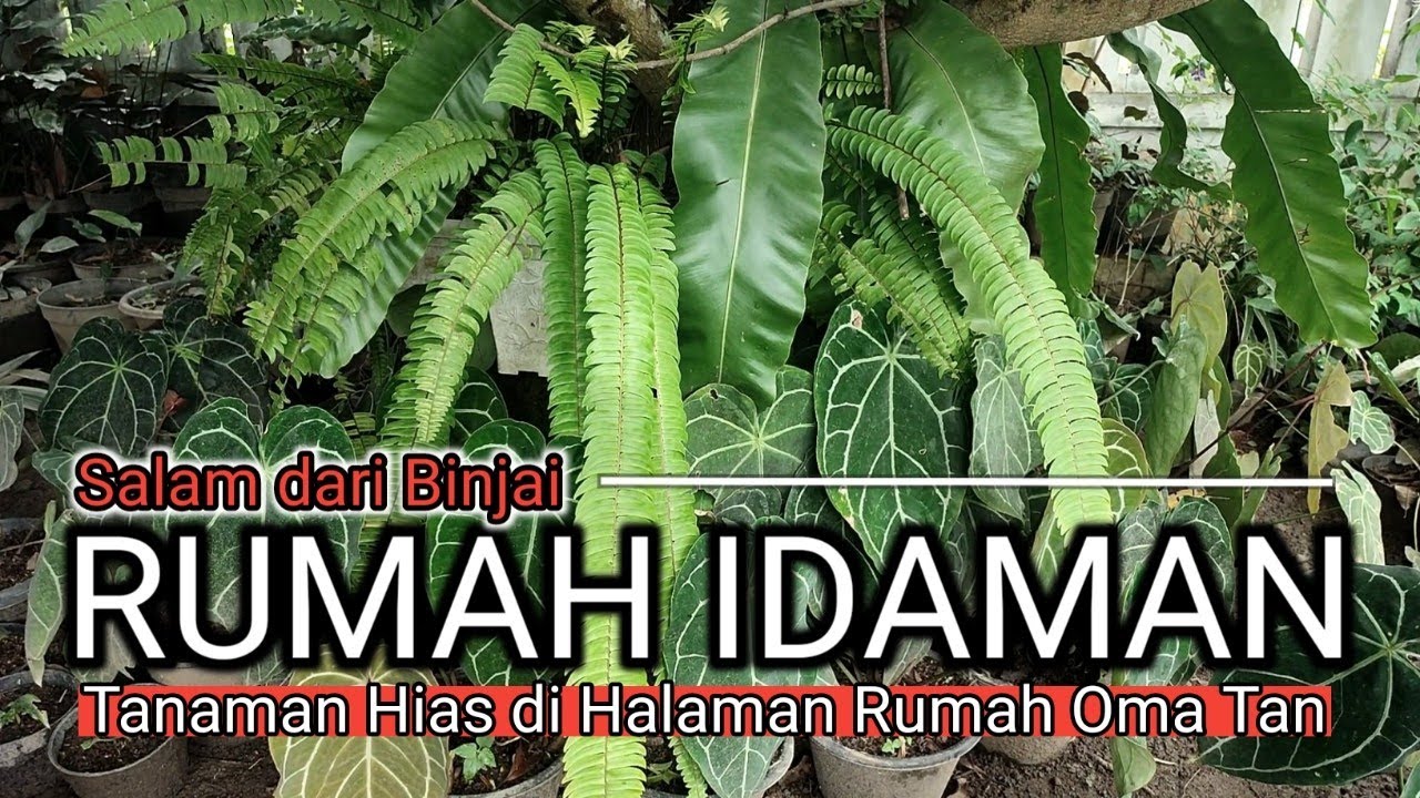 Salam dari Binjai, Rumah Idaman halaman penuh Tanaman Hias | omded tv jalan - jalan #85