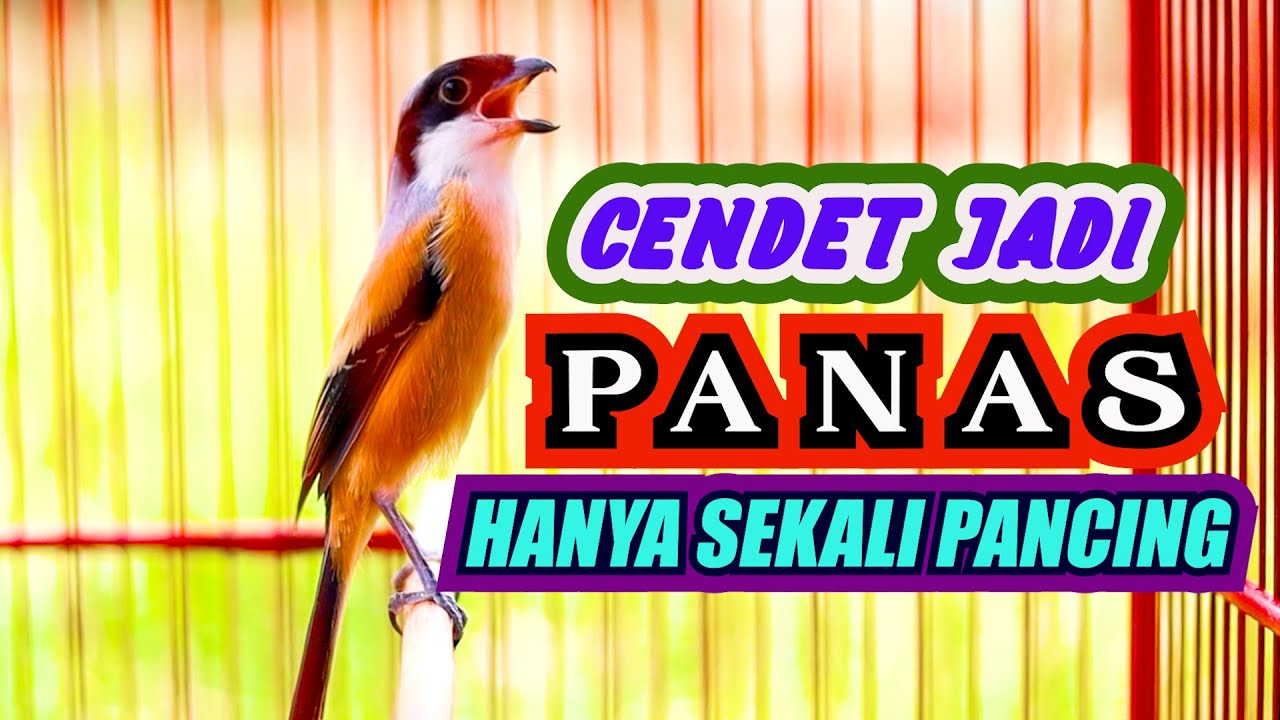 SEKALI PANCING..!! JENIS CENDET APAPUN EMOSI LANGSUNG NAIK, PANCINGAN CENDET GACOR FULL ISIAN