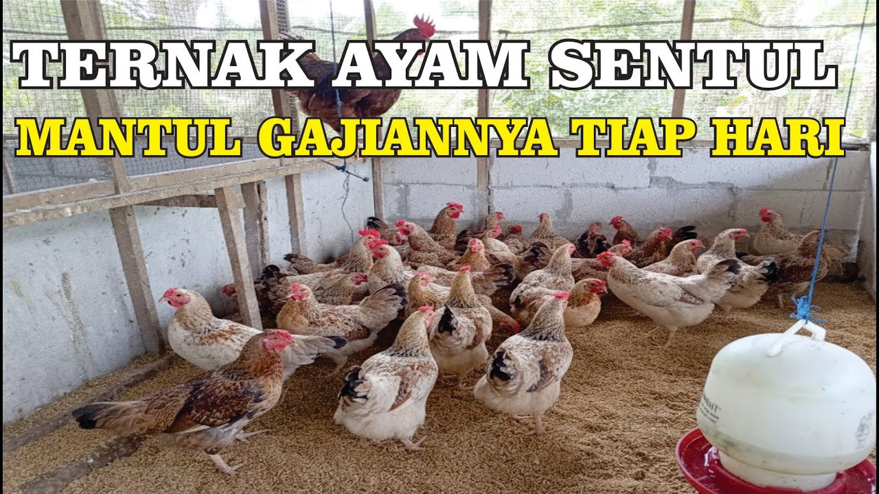 Jangan Takut Gagal! Ini Cara Ternak Ayam Sentul untuk Pemula