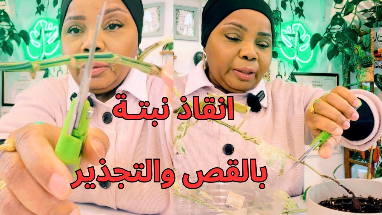 كيف انقذت نبتة بطريقة سهلة وسريعة ؟! 
