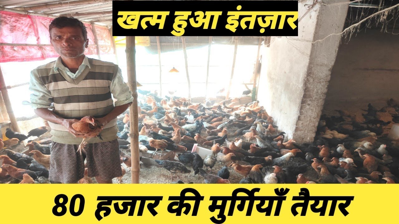 ख़त्म हुआ इंतज़ार , 80 हज़ार की मुर्गियाँ तैयार #SonaliMurgiPalan