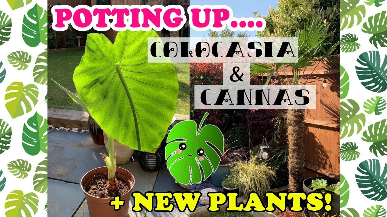 POTTING UP COLOCASIA & CANNAS! NEW PLANTS 💚🌴