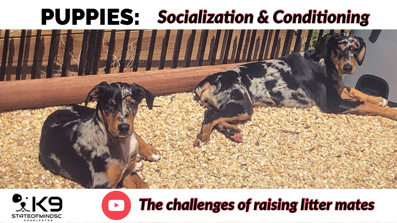 The challenges of raising littermates