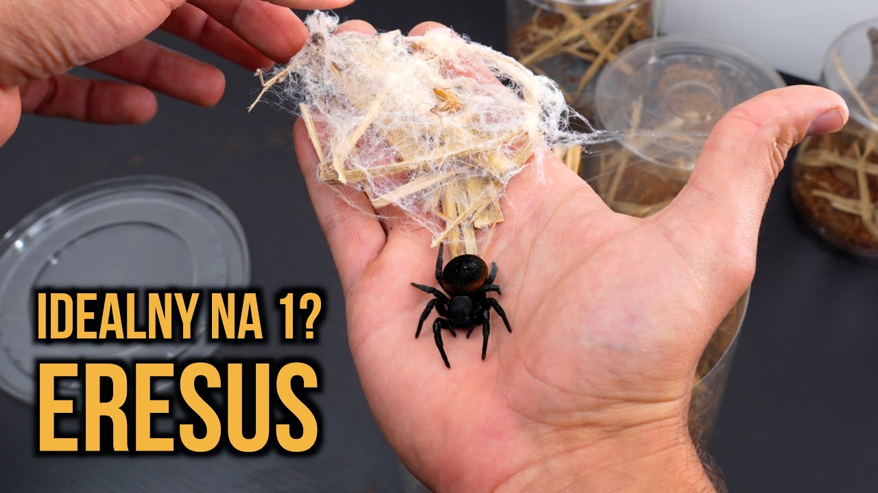 Eresus walckenaeri IDEALNY dla początkujących!