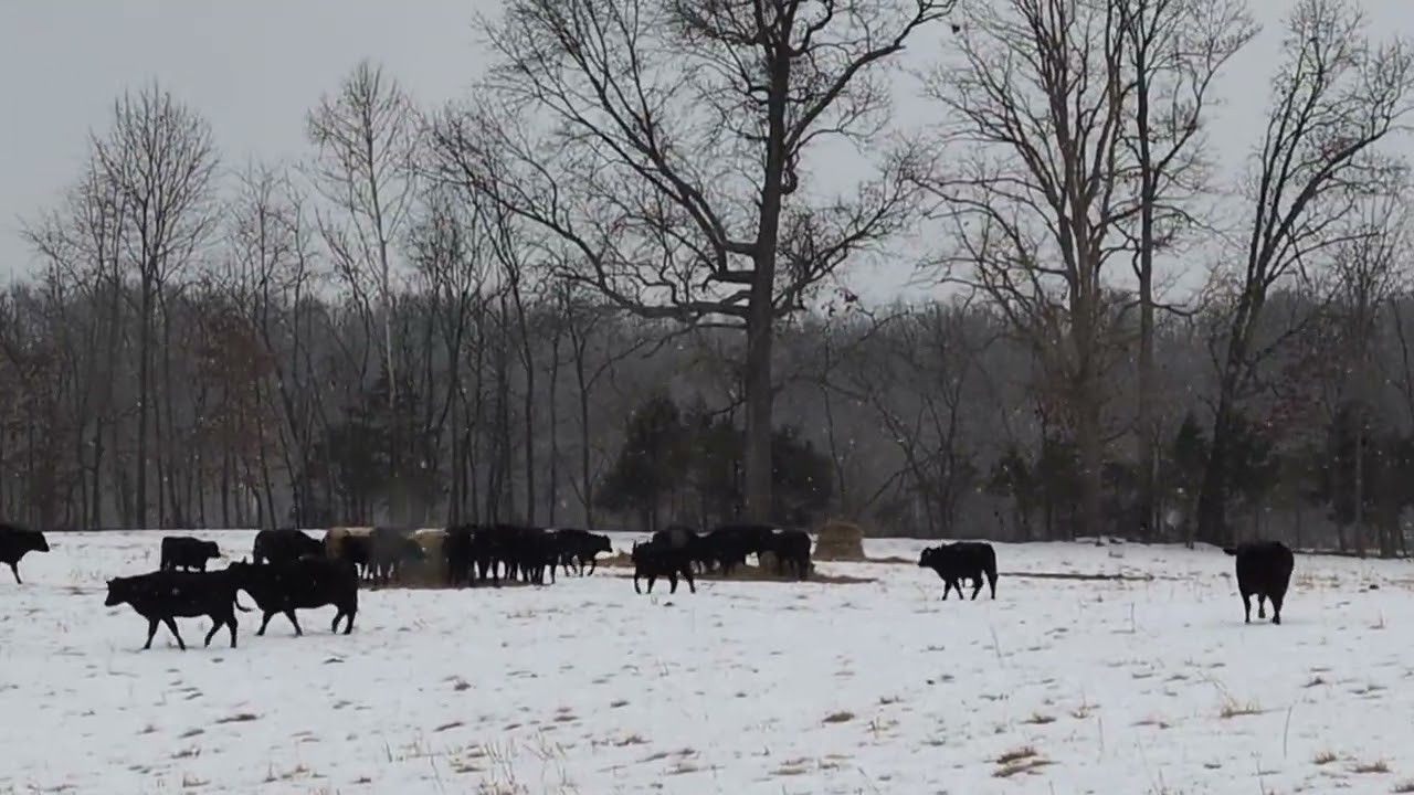 Snowy and bale grazing at New London Farm