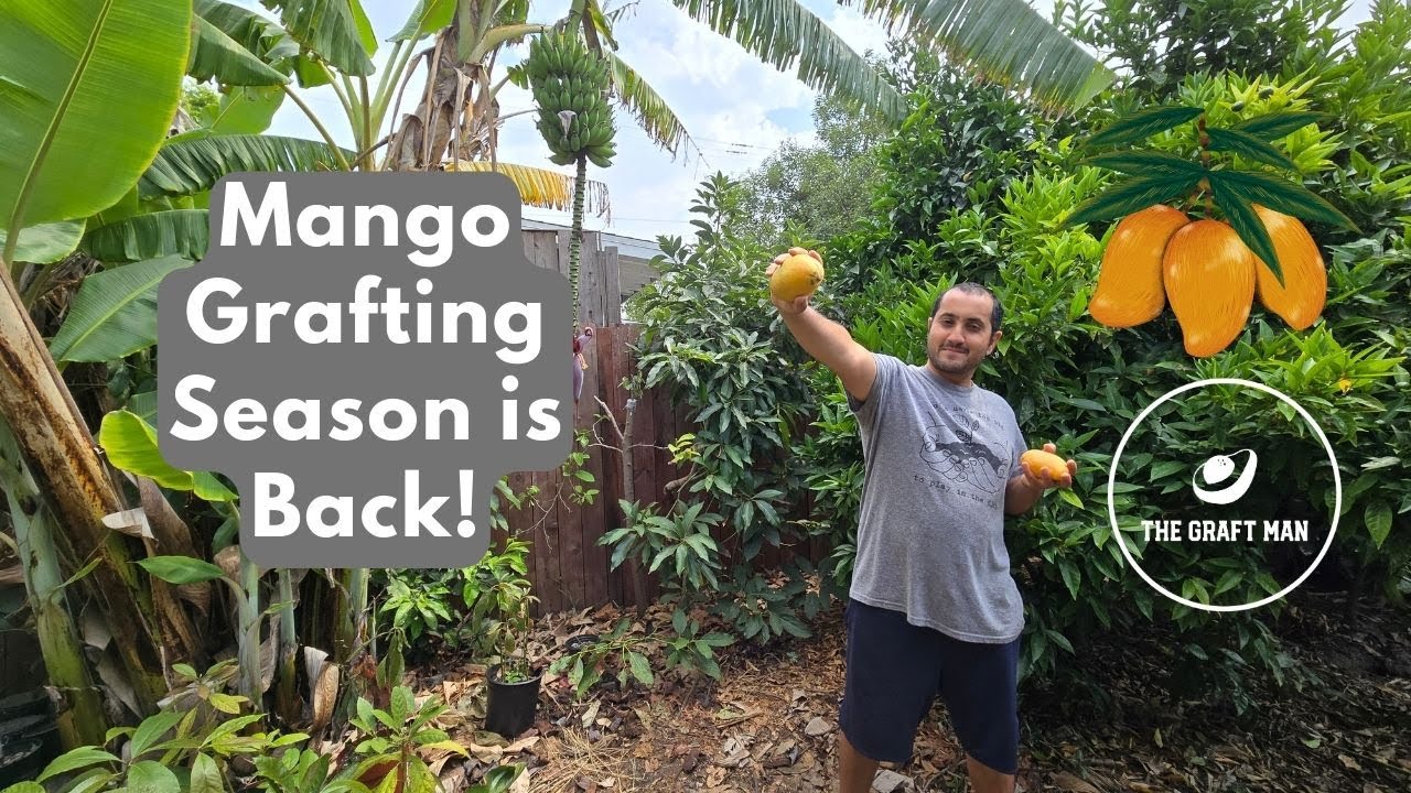 Grafting Mango Trees Step by Step!