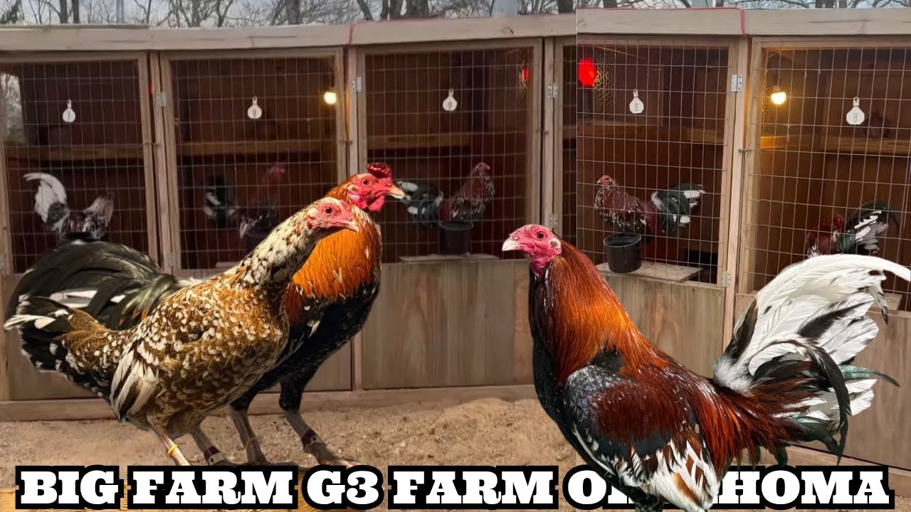 OKLAHOMA G3 Farm - Feeding Time Shape Chicken Coop Indoor Outdoor Breeding Pens