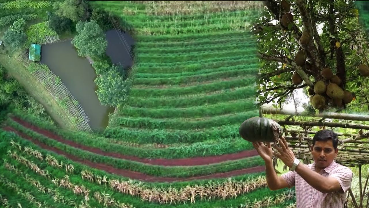 INTEGRATED FARMING SYSTEM ON POND DYKE INTENSIFICATION