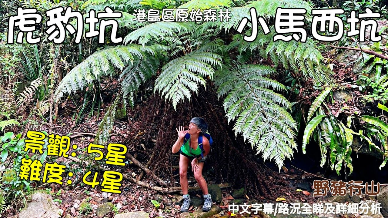 尋找香港島原始森林虎豹坑再上小馬西坑找5字石/路況全影/路線詳細分析/中文字幕[野豬行山香港島Ep53]