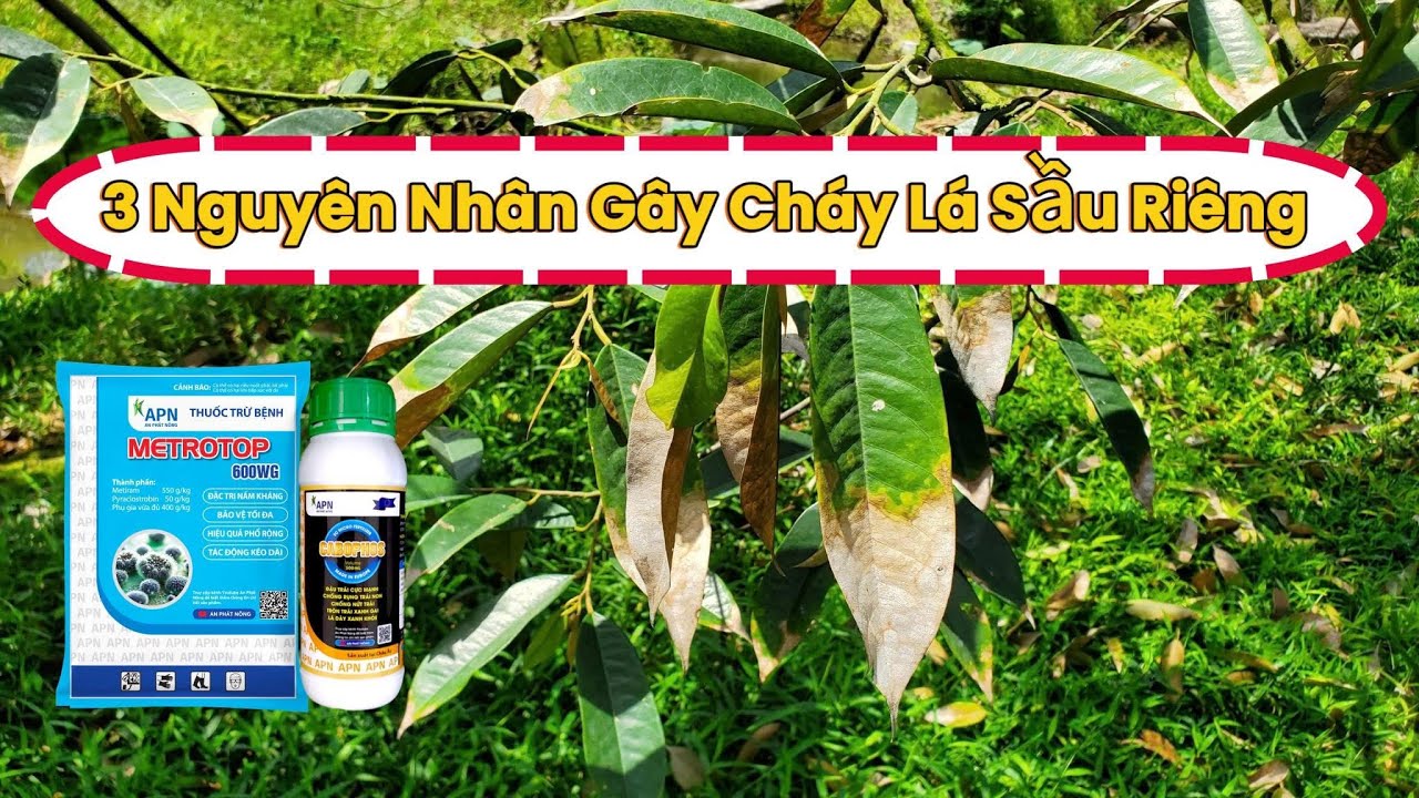 3 Nguyên Nhân Gây Nên Cháy Lá Sầu Riêng Giai Đoạn Mang Trái 30 - 50 Ngày #saurieng #viral #sầuriêng