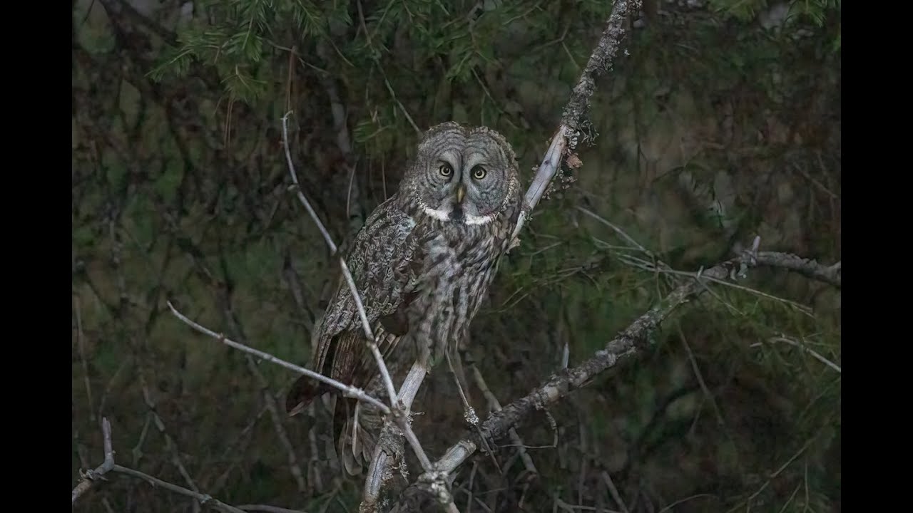 Napa Solano Audubon Presents: Birding From here to There with Harry Fuller 1-8-26