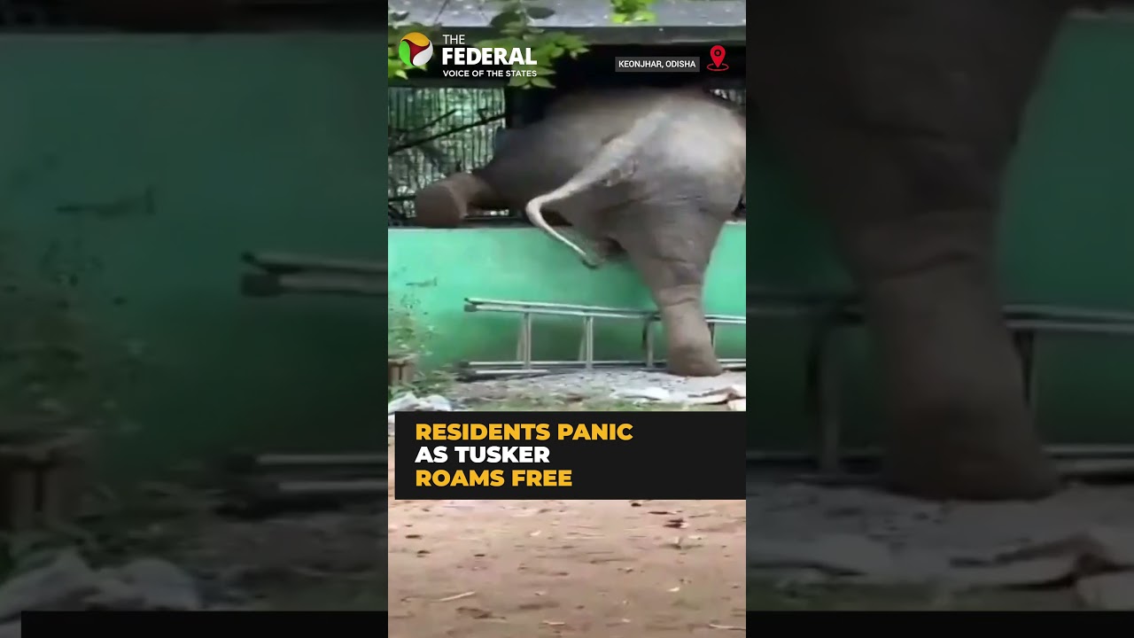 Wild elephant wanders into cowshed near Odisha home