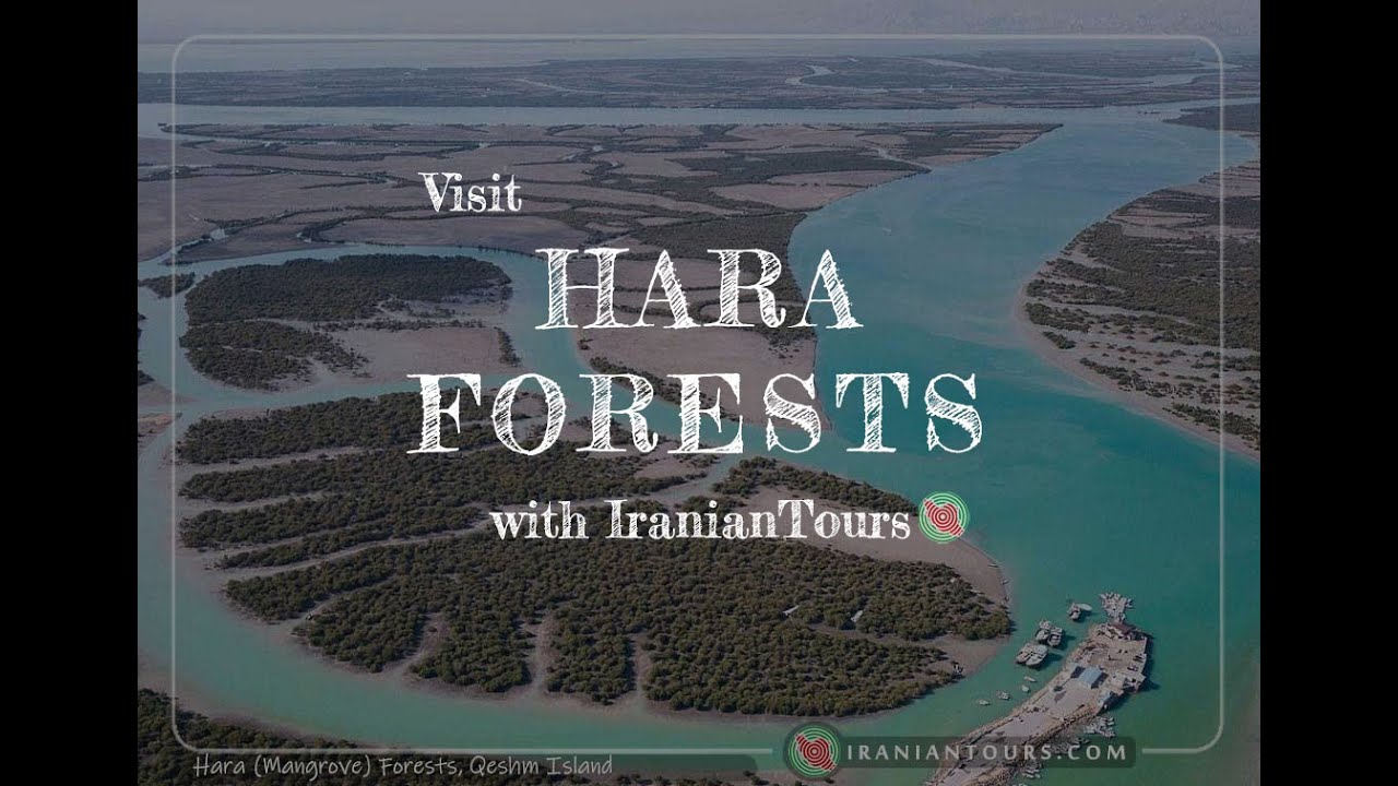 Hara (Mangrove) Forests