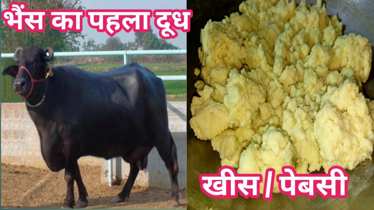 गाय या भैंस के पहले दिन के दूध से बनाए लाजवाब खीस | Tasty khees recipe |Buffalo first milk recipe