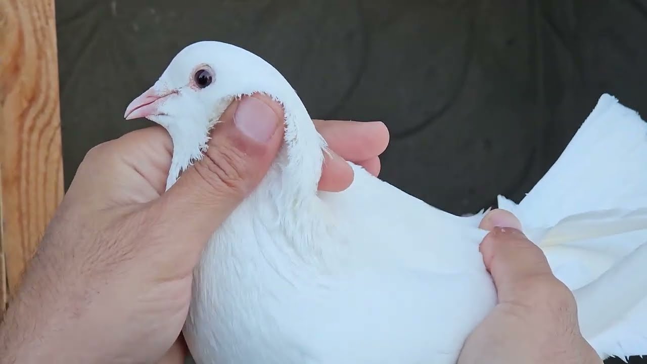 Бакинские голуби Гусейнова Мечнуна в Баку