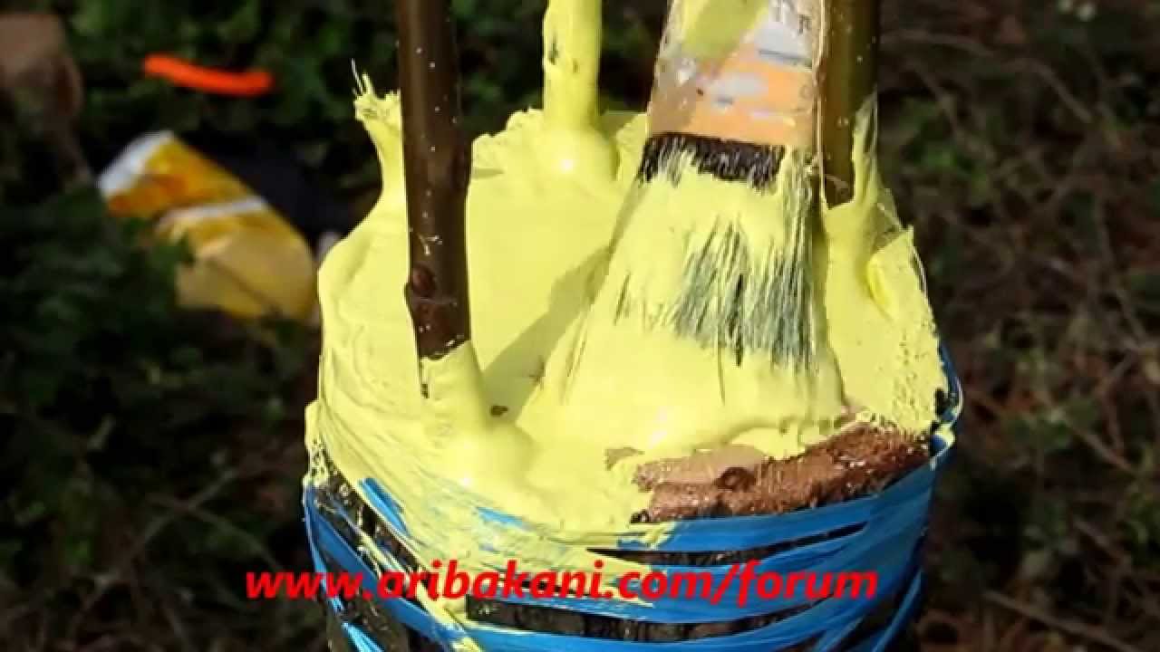 Meşe Ağcına Kestane Aşısı