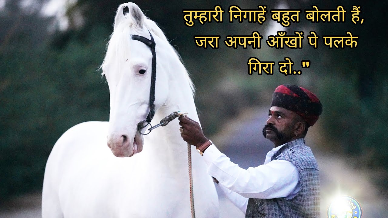 हाथी घोड़े का बेटा महाराजा जालौर मे