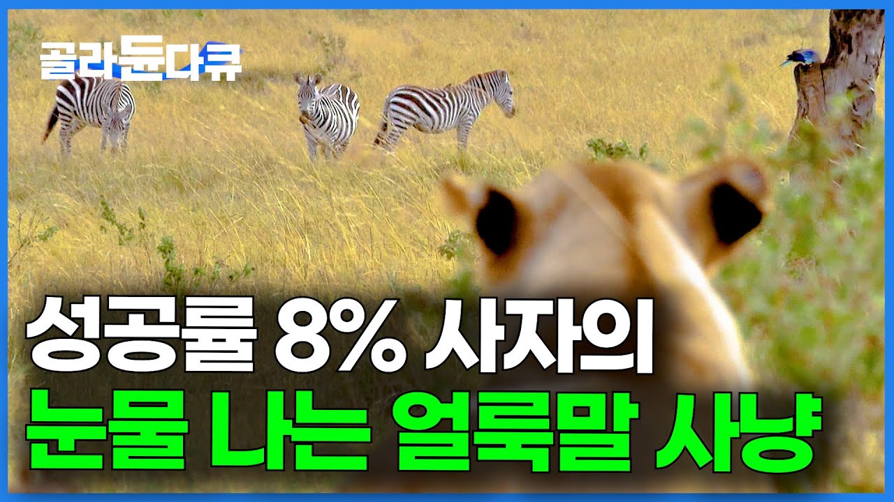 맛 없어도 제발 먹고 싶다. 얼룩말과 기린에게 덤빈 사자의 최후｜아프리카 사자 사냥 다큐｜생존｜다큐프라임｜#골라듄다큐