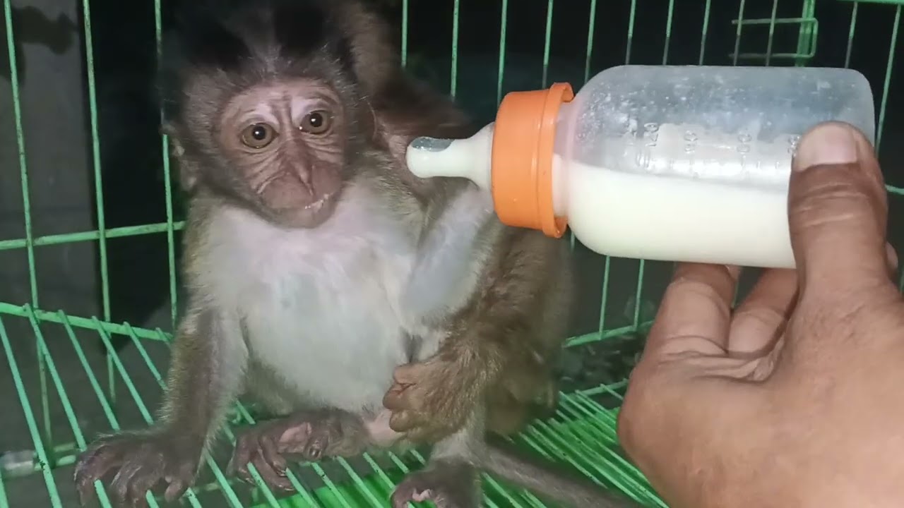 Cute behavior of baby monkeys🐒😂, drinking milk😲