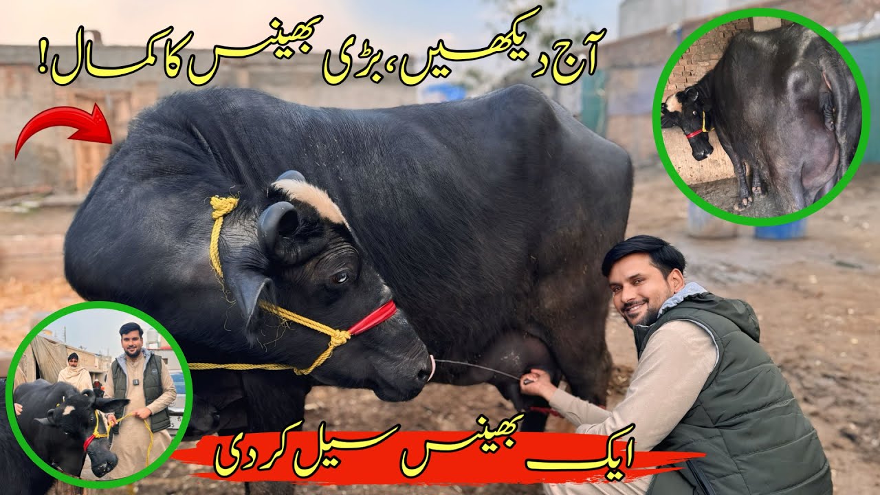 Alhamdulillah! 1 Buffalo Sold today 