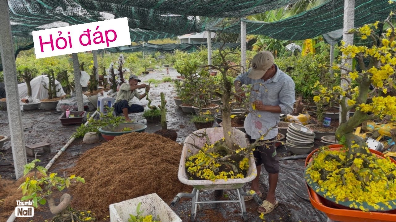 Hỏi đáp chăm mai sau chơi tết 0939191715