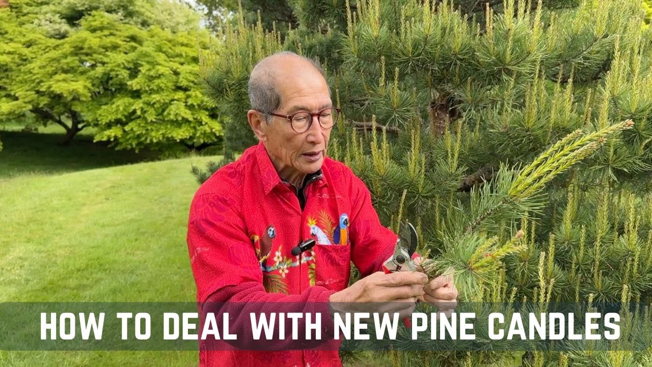 How To Deal With New Pine Candles