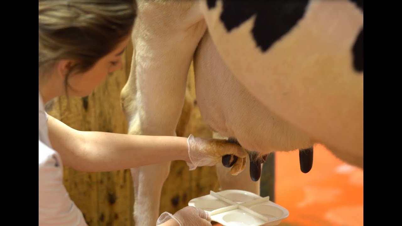 Mastitis Hastalığı Nasıl Tedavi Edilir?
