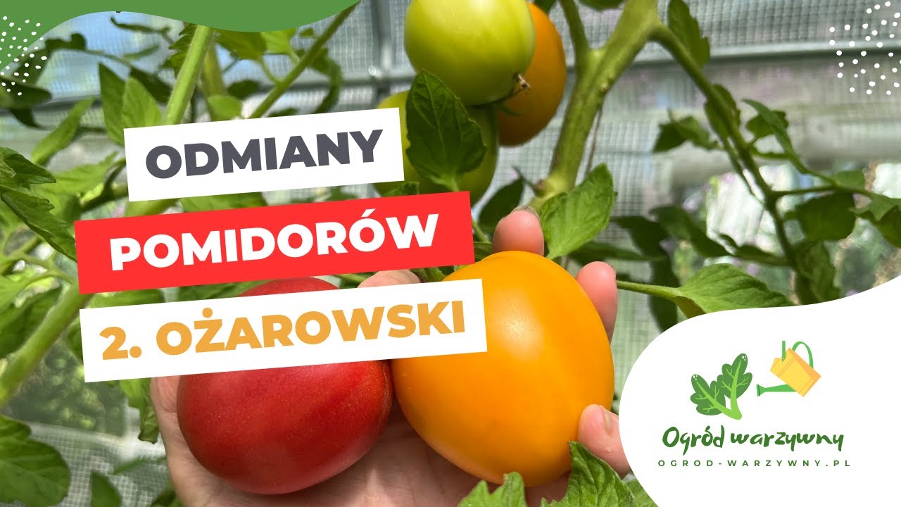 Pomidor Złoty Ożarowski i Malinowy Ożarowski I Odmiany pomidorów #2