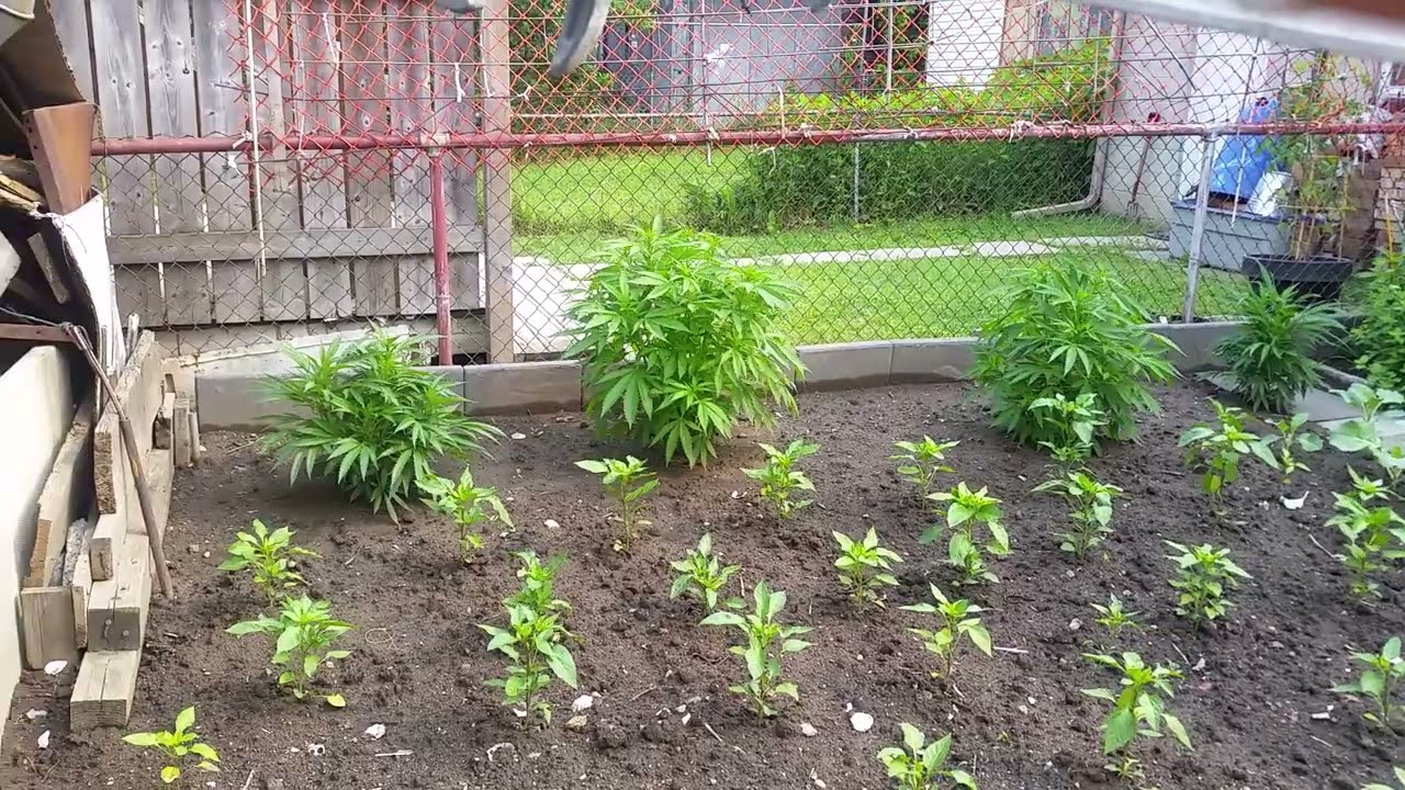 Outdoor Grow 2023:  OG Kush, Northern Lights x Skunk, Blueberry