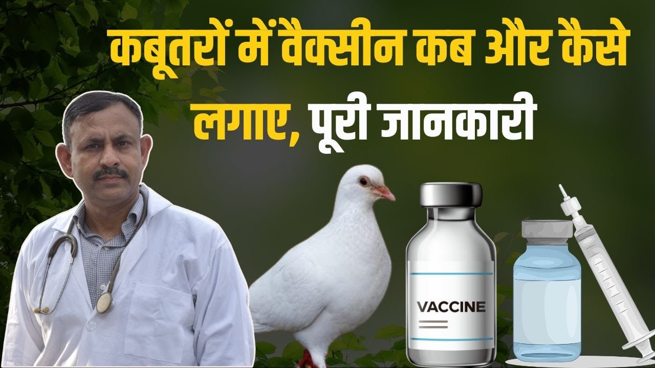 कबूतरों में वैक्सीन कब और कैसे लगाए, पूरी जानकारी | Pigeon Vaccination | Dr Nagender Yadav