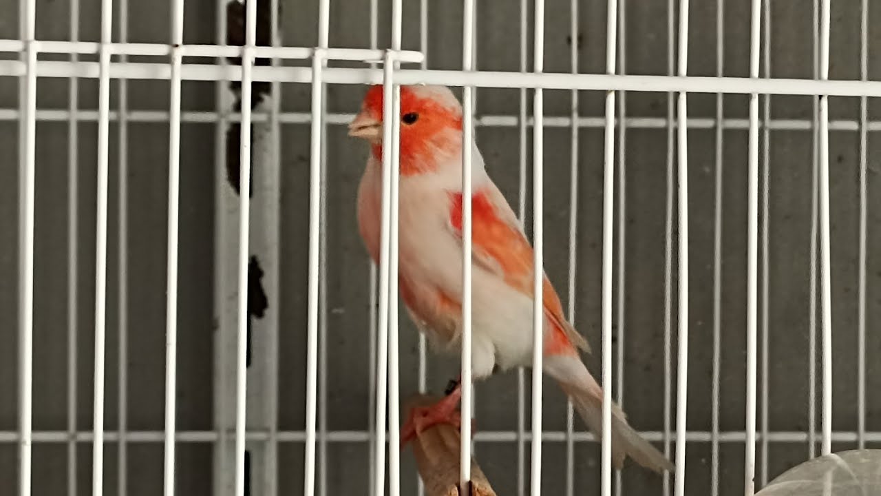 Vermelhos mosaicos separados para o plantel.08/03/2026.#canarilguimaraessf 