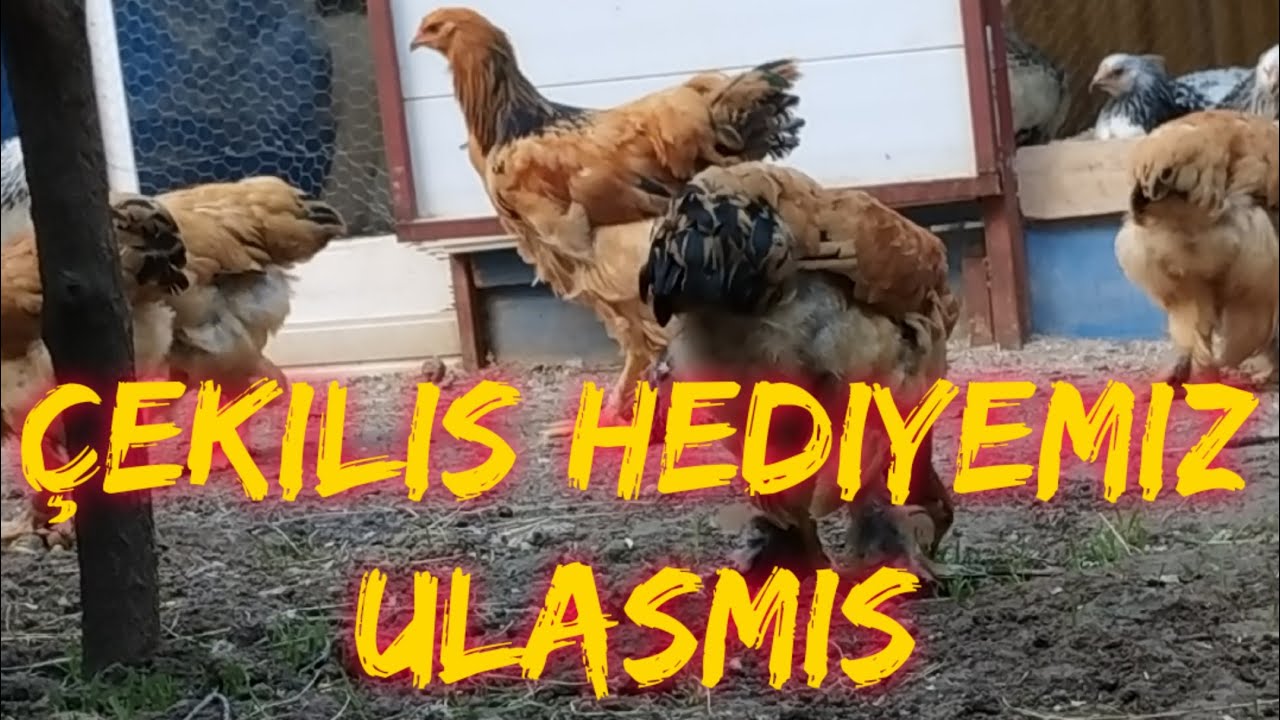 PARK BRAHMA/HEDİYE ULAŞTI/BAHÇE BERBAT HALDE🐓🐔🏆 #tavuk #horoz #civciv #yumurta #süstavukları #samsun