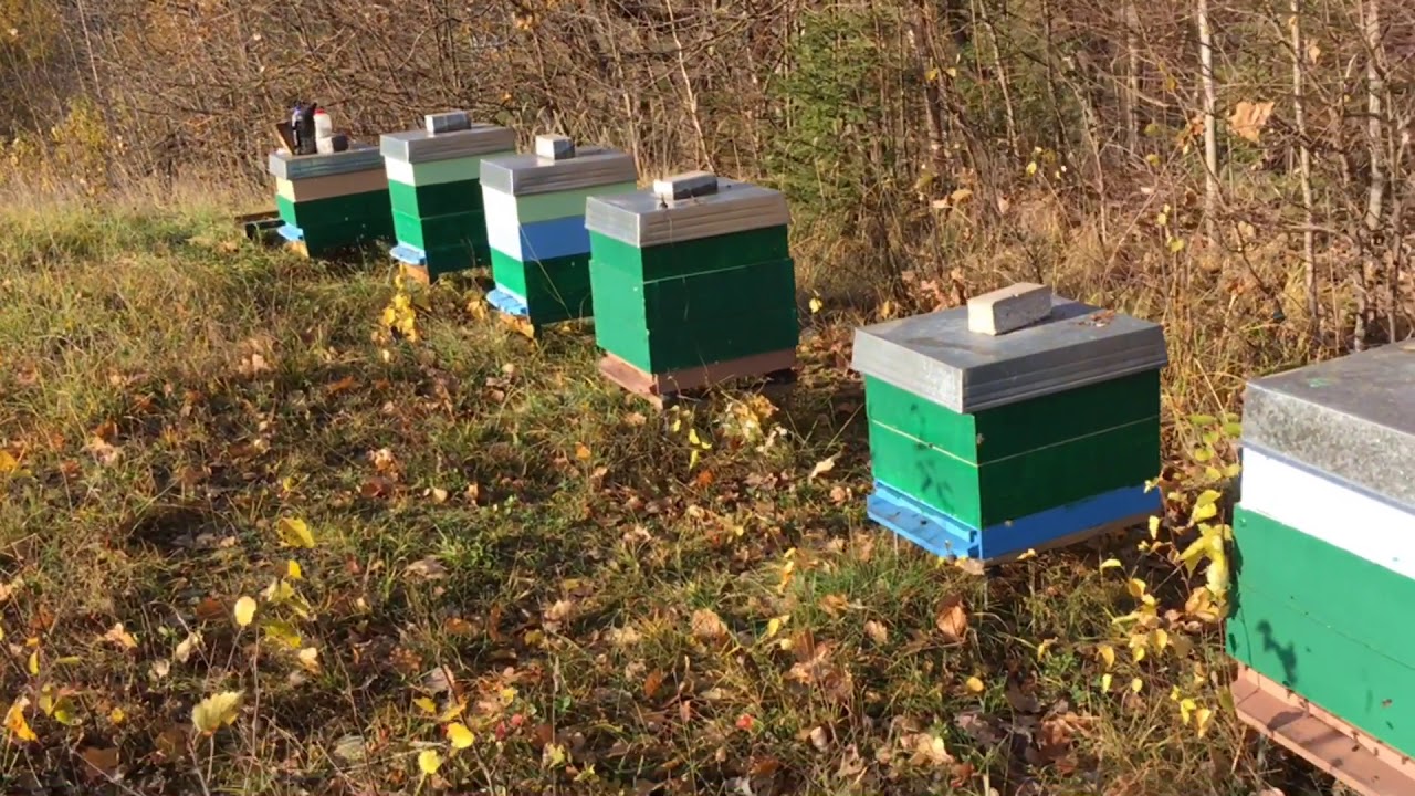 2018-10-31. Bitynas4. Gydimas oksalo rūgštimi.