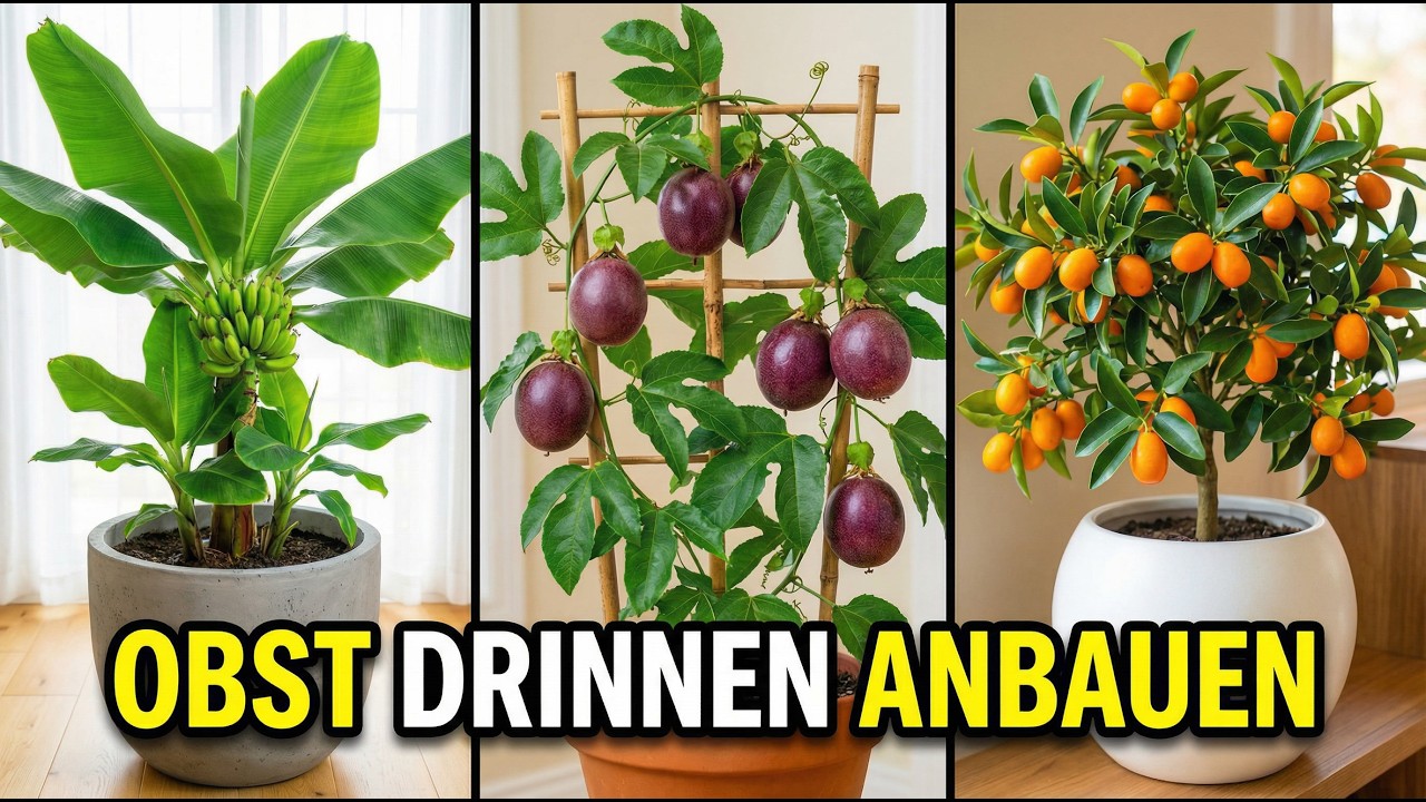 10 Früchte, die du drinnen das ganze Jahr anbauen kannst (selbst in kleinen Wohnungen)