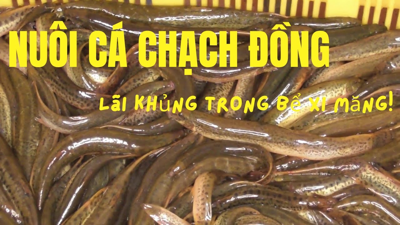 Làm Giàu Từ Mô Hình Nuôi Cá Chạch Đồng Trong Bể Xi Măng | Chìa Khóa Thành Công